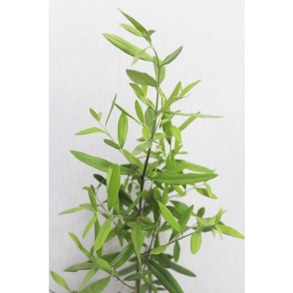 オリーブ ひなかぜ 高さ約90cm 4号ポット鉢 観葉植物 Buyee Buyee Jasa Perwakilan Pembelian Barang Online Di Jepang