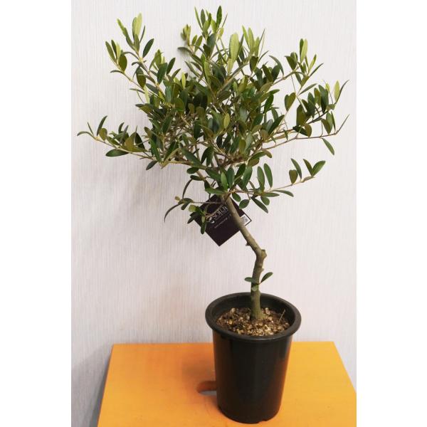 ガーデニング ブランコ 観葉植物の人気商品 通販 価格比較 価格 Com