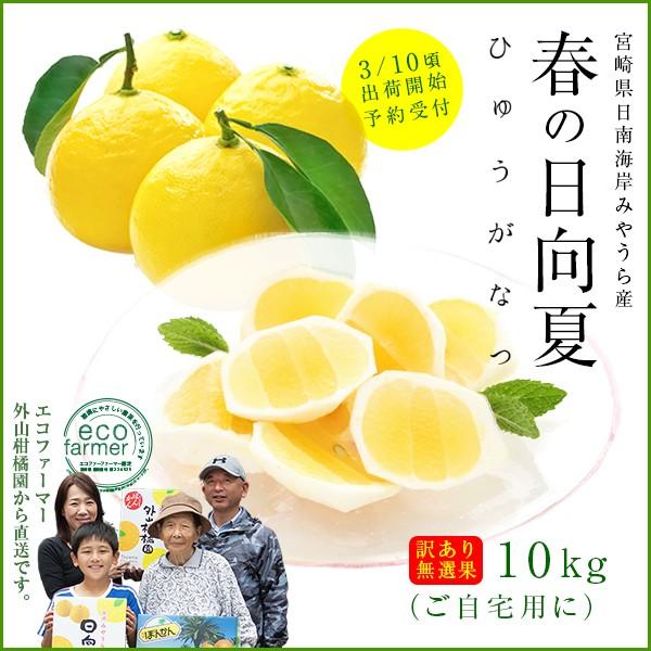 早期予約 日向夏10kg(大小混合・無選果)ギフト 宮崎県日南海岸 早期予約 日向夏10kg(大小混合・無選果)ギフト 宮崎県日南海岸