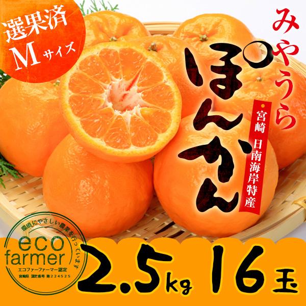 早期予約 みやうらポンカン2.5kg 16玉M 12/10頃から順次出荷 宮崎県日