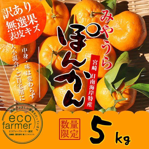 早期予約 みやうらポンカン5kg 無選果・大小混合 12/10頃から順次出荷