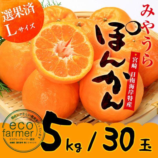 【ランらん】媛小春 5キロ ポンカン 5キロ ミヤモトオレンジガーデン みかん 愛媛 媛小春 2.5kg 幻の