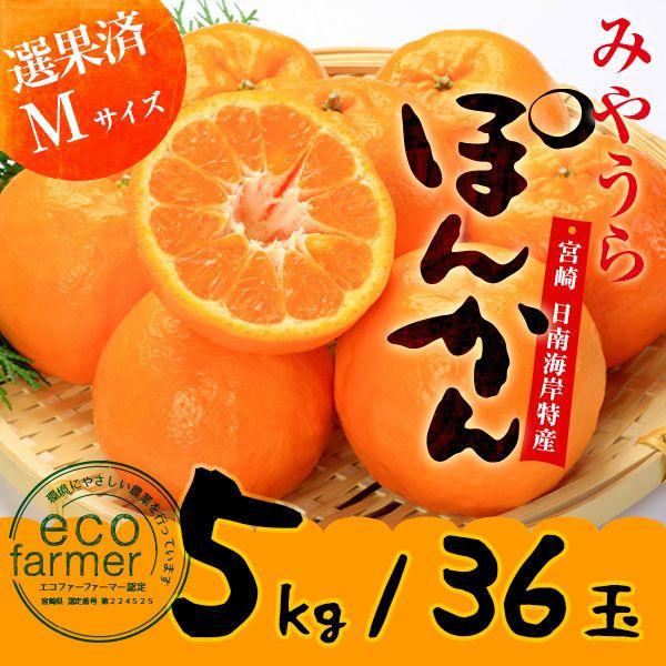 早期予約 みやうらポンカン5kg 36玉M 12/10頃から順次出荷 宮崎県日南