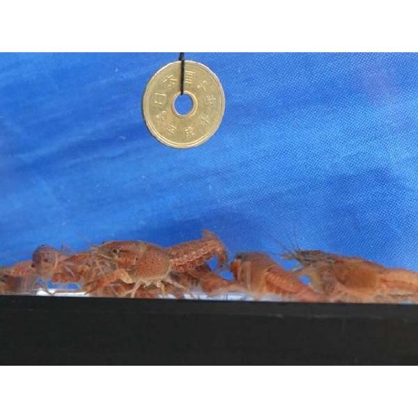 餌用ザリガニ ｌサイズ 6cm 7cm 100匹セット Buyee Buyee Japanese Proxy Service Buy From Japan Bot Online
