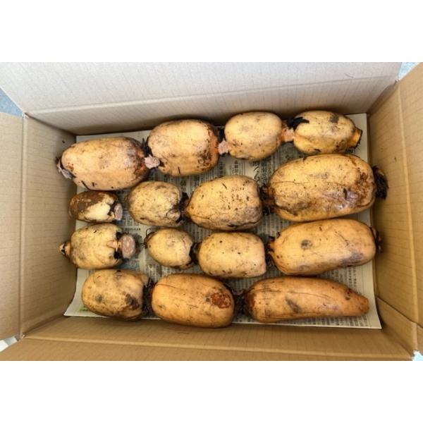 ＊配送方法は必ず『生産者直送便』をお選びください。＊運送料の値上がりにより、北海道地区・沖縄地区への配送は、１箱につき送料５００円いただきます。＊毎週木曜注文締め切り、翌週火曜発送です。金曜日以降のご注文は翌々火曜日発送となりますのでご注文...