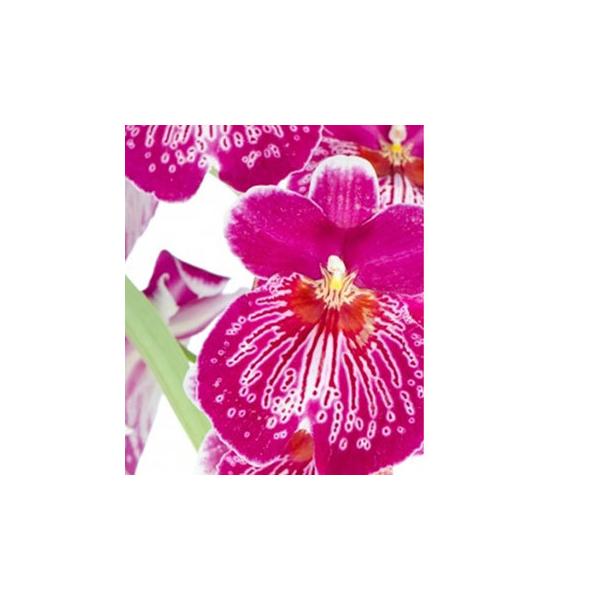 o[YIup_CXEtOX^10ml Lh A} A}  RX Â ϕi Ό ΂