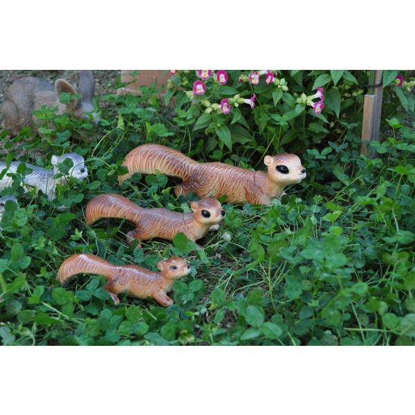 ̏ X ()I[ig Squirrel (S)