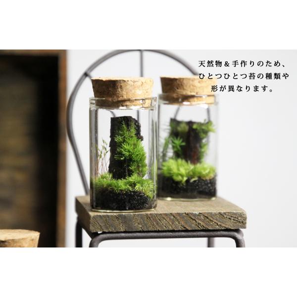 苔テラリウム 苔付き木の皮 父の日 レビューでおまけ 定形外ok Buyee Buyee Japanese Proxy Service Buy From Japan Bot Online