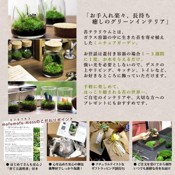 鉱物 苔テラリウム 植物 ギフト プレゼント レビューでおまけ Buyee 日本代购平台 产品购物网站大全 Buyee一站式代购 Bot Online
