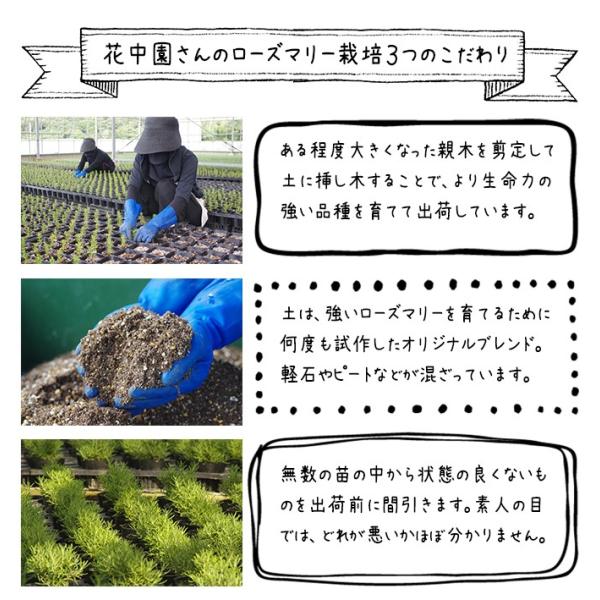 ネイルオイル ネイルケア オイル 用品 花 瓶詰生ハーブ ハーブ ネイル アロマ トリートメント ボトリング 薄爪 割れ爪 爪ケア 巻き爪 アロマ :005:MOGO shop - 通販 - Yahoo!ショッピング ネイルオイル ネイルケア オイル 用品 花 瓶詰生ハーブ ハーブ ネイル アロマ トリートメント ボトリング 薄爪 割れ爪 爪ケア 巻き爪 アロマ :005:MOGO shop - 通販 - Yahoo!ショッピング