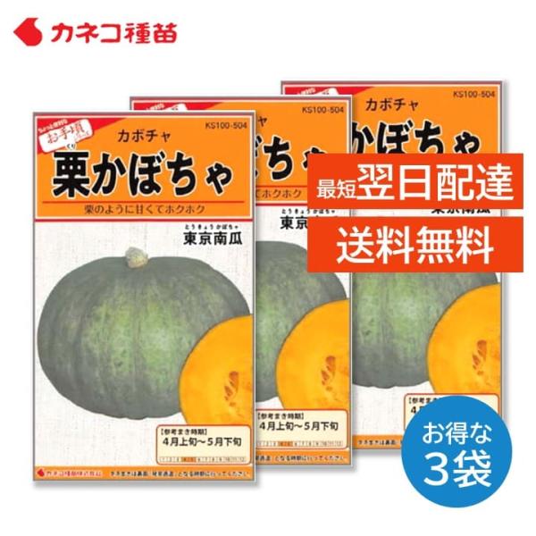 カボチャ 種 3袋セット 栽培しやすい 家庭菜園 畑 プランター 業務用