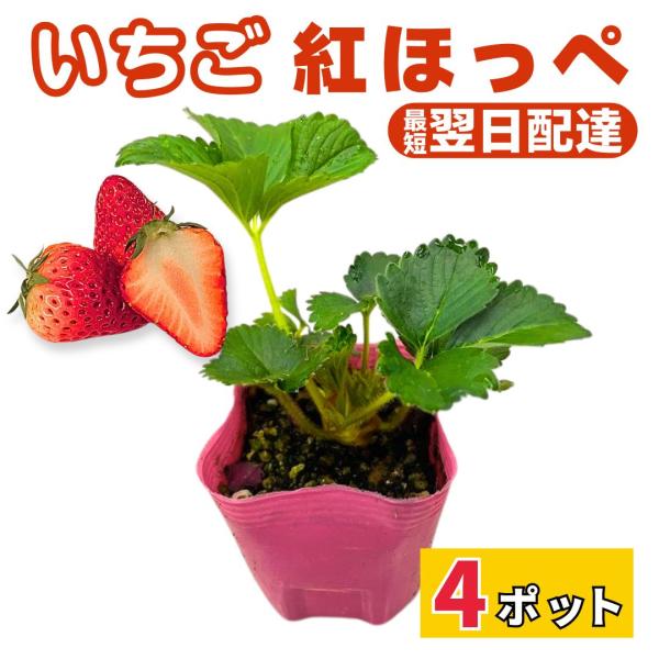 いちご苗　紅ほっぺ　40株 739-NIC023.jpg?1