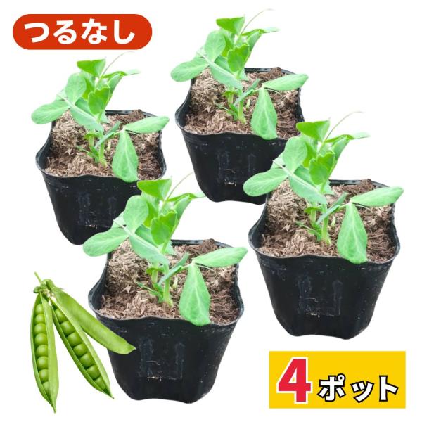 つるなし スナップ えんどう NEXT 苗 販売 大莢 甘い 肉厚 病気に強い
