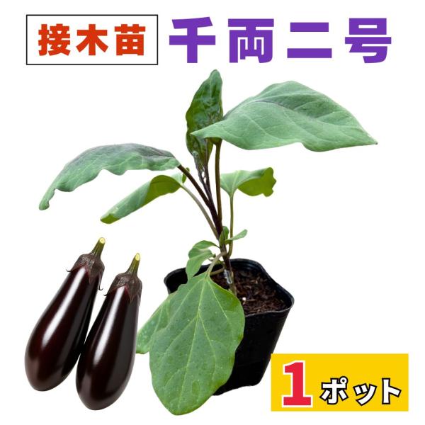 なす 接ぎ木 苗 千両2号 中長ナス 千両二号 販売 プランター