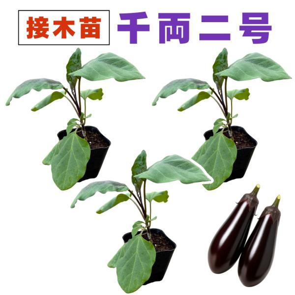 mokku-shop_nae-nasusen-3ko