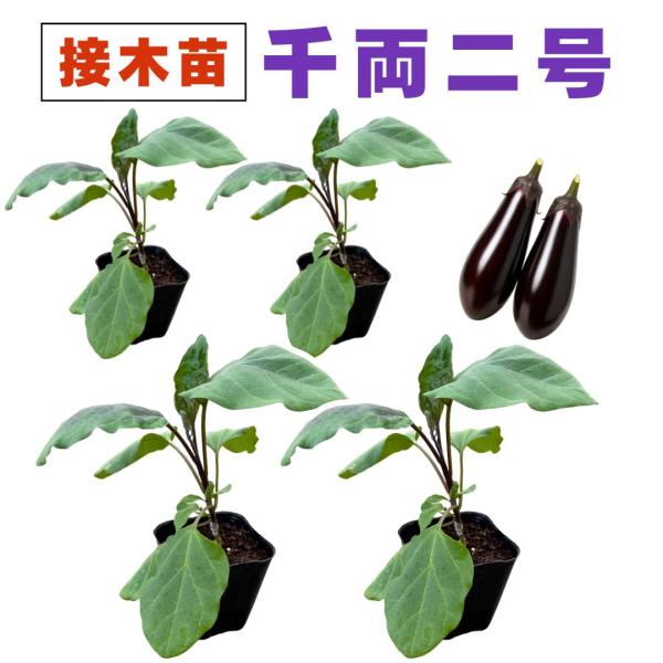 mokku-shop_nae-nasusen-4ko