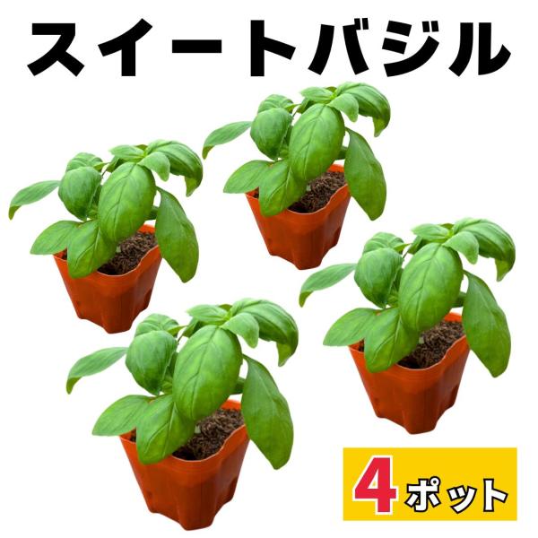 スイートバジル 苗 4個 セット 販売 初心者でも育てやすい