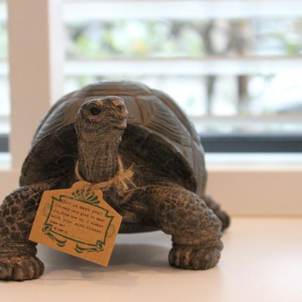 ペットバンク Pet Bank カメ Tortoise 975 貯金箱 動物 フィギュア オブジェ 置物 500円玉 驚きの値段で リアル おもしろ 置き物