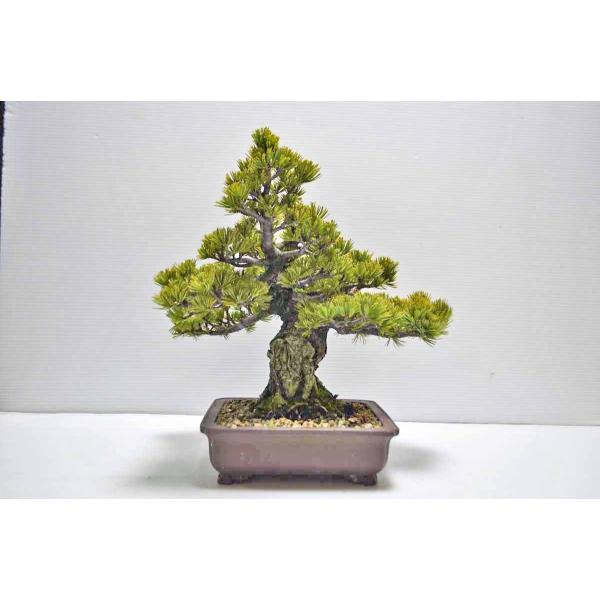 店長お宝極上中品接五葉松盆栽八房性極太せつごようつぎごよう中品盆栽現品 Buyee Buyee 提供一站式最全面最專業現地yahoo Japan拍賣代bid代拍代購服務