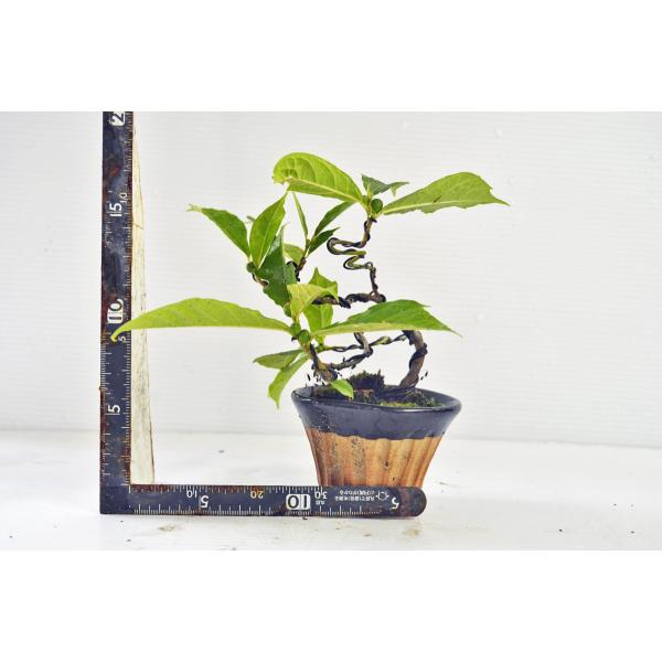 イヌビワ 盆栽 犬枇杷 いぬびわ 姫びわ イタビ いちじく イチジク 実物盆栽 数量物 Buyee Buyee Japanese Proxy Service Buy From Japan Bot Online