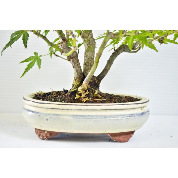 極上 山もみじ 盆栽 株立ち 小品盆栽 モミジ もみじ 紅葉 現品 Buyee Servis Zakupok Tretim Licom Buyee Pokupajte Iz Yaponii