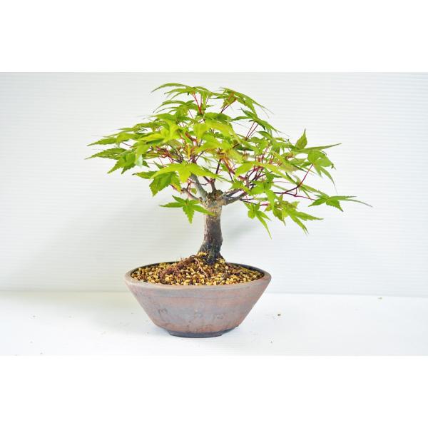 上級 出猩々 もみじ 盆栽 でしょうじょう デショウジョウ モミジ 現品 手のひら盆栽 もみじの森 通販 Yahoo ショッピング