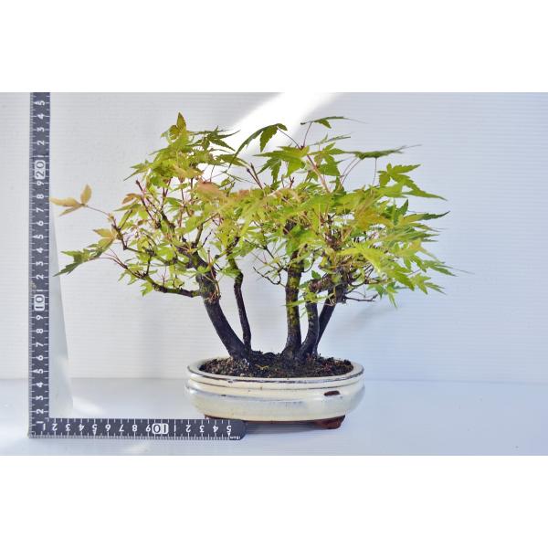 山もみじ 盆栽 寄せ植え 小品盆栽 モミジ もみじ 紅葉 現品 Dejapan 手数料０円で日本の商品を購買代行 落札代行
