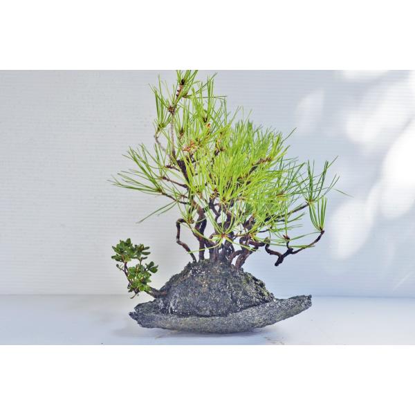 お買得 赤松 盆栽 石付 寄せ植え 石鉢 松柏盆栽 現品 Buyee Buyee Japanese Proxy Service Buy From Japan Bot Online