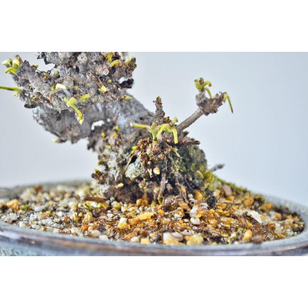 極上 ミニ 豆サイズ 白 アケビ盆栽 極太 木通 あけび 実物盆栽 現品 Buyee Buyee 日本の通販商品 オークションの代理入札 代理購入