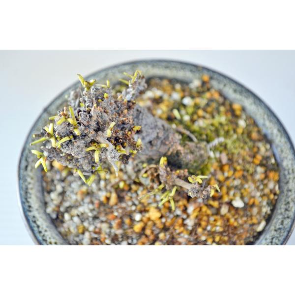 極上 ミニ 豆サイズ 白 アケビ盆栽 極太 木通 あけび 実物盆栽 現品 Buyee Buyee Japanese Proxy Service Buy From Japan Bot Online