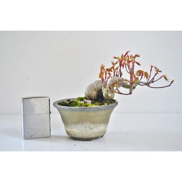 極上 ミニ 豆 実生 山もみじ 盆栽 半懸崖 モミジ 紅葉 もみじ 現品 手のひら盆栽 もみじの森 通販 Yahoo ショッピング