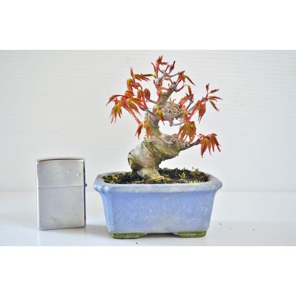 極上 ミニ 豆 実生 山もみじ 盆栽 曲幹 モミジ 紅葉 もみじ 現品 Buyee Buyee Japanese Proxy Service Buy From Japan Bot Online