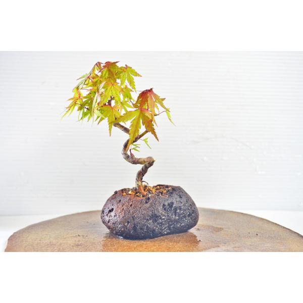 お買得 曲幹ミニ山もみじ盆栽シリーズ 軽石鉢 S サイズ ヤマモミジ やまもみじ 山紅葉 雑木盆栽 数量物 Buyee Buyee Japanese Proxy Service Buy From Japan Bot Online