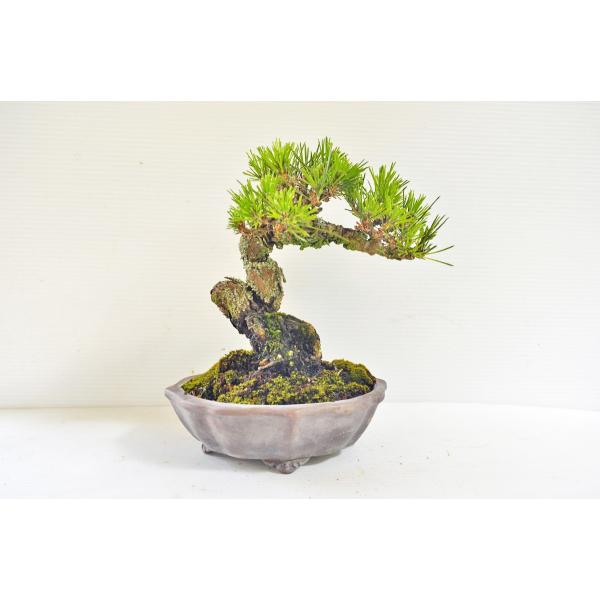 店長お宝 極上 黒松盆栽 曲幹 クロマツ くろまつ 松柏盆栽 現品 Buyee Buyee Japanese Proxy Service Buy From Japan Bot Online