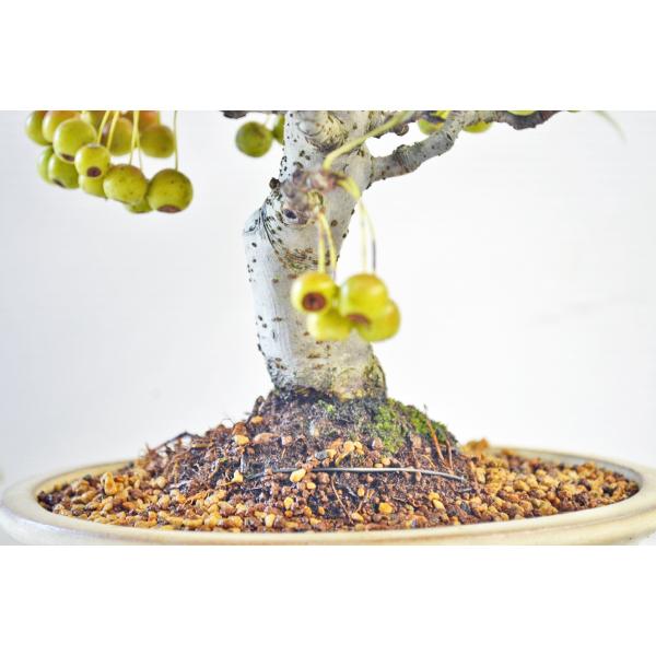 極上 深山カイドウ 盆栽 実付 9月 小品 極太 曲幹 深山海棠 ミヤマカイドウ みやまかいどう 現品 Buyee Buyee 日本の通販商品 オークションの代理入札 代理購入