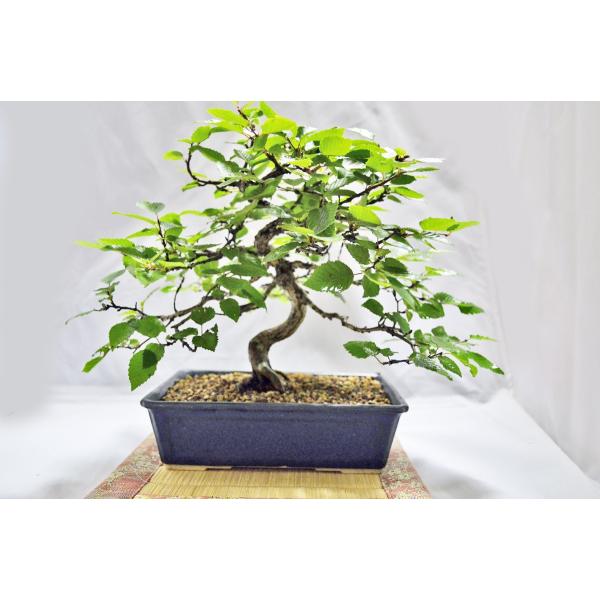 極上小品岩シデ盆栽曲幹模様木イワシデいわしで雑木盆栽葉物ミニ盆栽現品 Buyee Buyee 提供一站式最全面最專業現地yahoo Japan拍賣代bid代拍代購服務