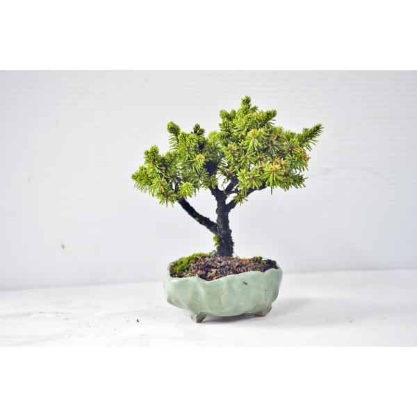 赤蝦夷松　大型盆栽　Masm様他入札しないで下さい 赤蝦夷松 大型盆栽 Masm様他入札しないで下さい 赤蝦夷松 大型