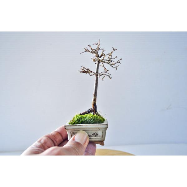 ミニ ケヤキ盆栽 豆 ミニサイズ 欅 けやき 素材 箒作り 雑木盆栽 現品 Buyee Buyee Japanese Proxy Service Buy From Japan Bot Online