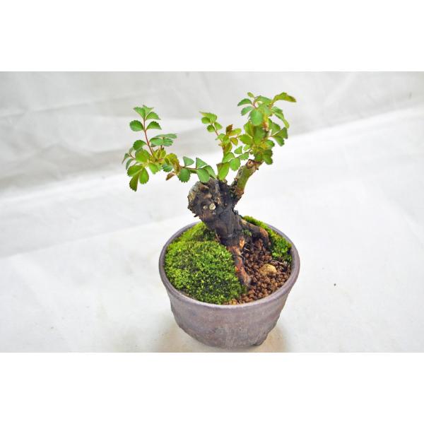 豆 ミニ 野バラ 盆栽 ミニ盆栽 上野焼鉢焼締鉢使用 太幹 野茨 ノイバラ のばら 薔薇 豆 ミニ盆栽 花物盆栽 現品 Buyee Buyee Japanese Proxy Service Buy From Japan Bot Online