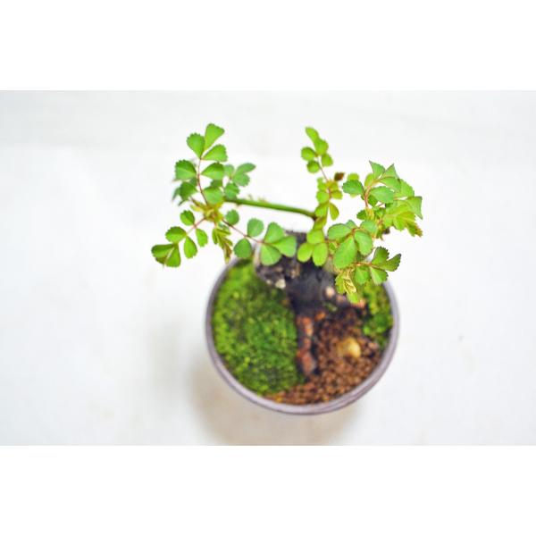 豆 ミニ 野バラ 盆栽 ミニ盆栽 上野焼鉢焼締鉢使用 太幹 野茨 ノイバラ のばら 薔薇 豆 ミニ盆栽 花物盆栽 現品 Buyee Buyee Japanese Proxy Service Buy From Japan Bot Online