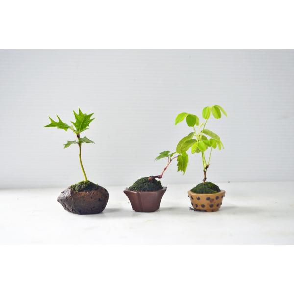 お買得プチ盆栽入門品プチ盆栽3鉢セット花物実物雑木現品一点品 Buyee Buyee 提供一站式最全面最專業現地yahoo Japan拍賣代bid代拍代購服務