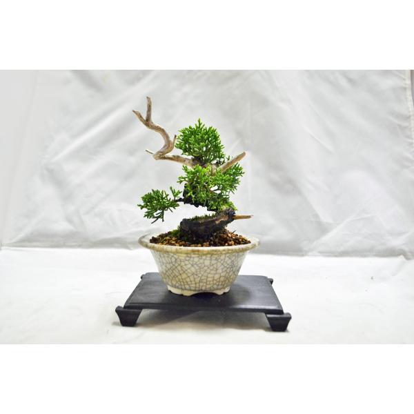 ミニ極上素材糸魚川真柏盆栽小品イトイガワシンパク松柏現品 Buyee 日本代购平台 产品购物网站大全 Buyee一站式代购bot Online