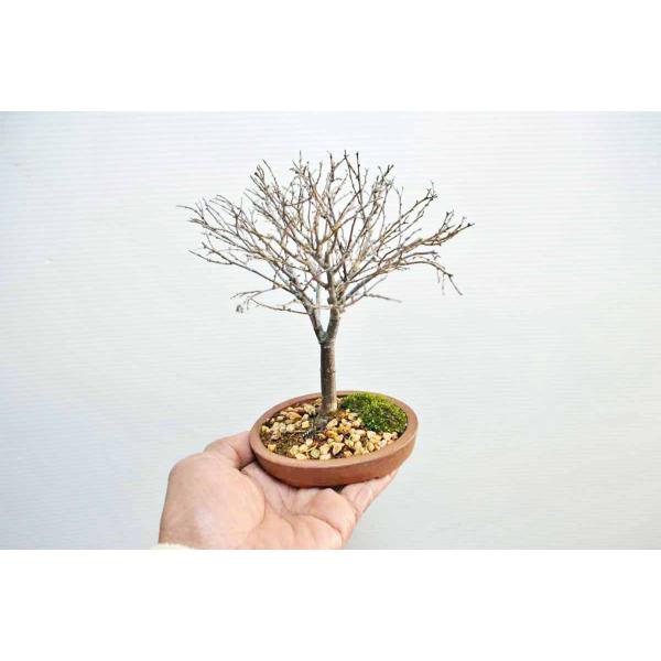 厳選極上素材 お勧め 豆 ミニサイズ ケヤキ盆栽 上級平鉢使用 欅 けやき 箒作り 雑木盆栽 現品 Buyee Servis Zakupok Tretim Licom Buyee Pokupajte Iz Yaponii