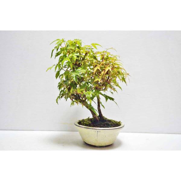 お買得 山もみじ 盆栽 寄せ植え 小品盆栽 モミジ もみじ 紅葉 現品 Buyee Servis Zakupok Tretim Licom Buyee Pokupajte Iz Yaponii