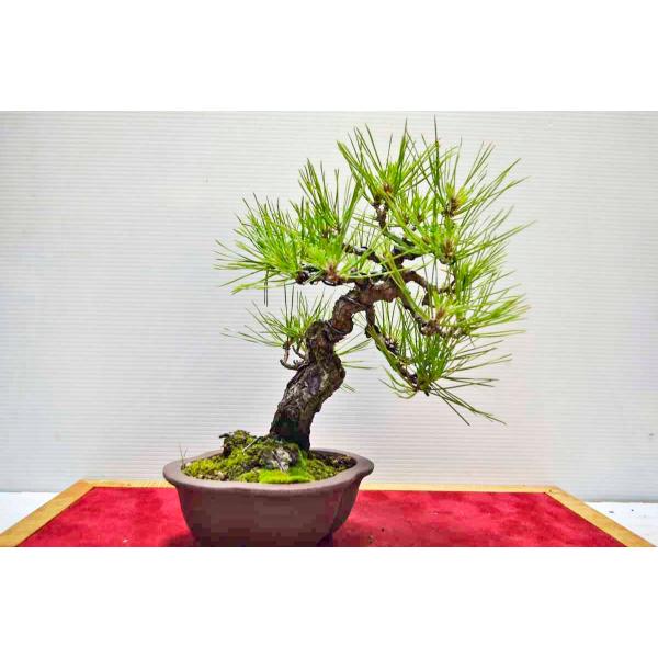 お薦め ミニ 極上 黒松 盆栽 直幹 くろまつ クロマツ 松柏盆栽 小品 現品 Buyee Buyee Japanischer Proxy Service Kaufen Sie Aus Japan