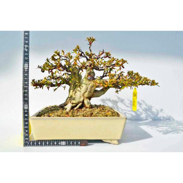 さつき 盆栽の人気商品 通販 価格比較 価格 Com