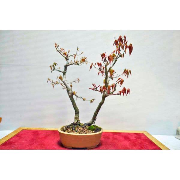 山もみじ 盆栽の人気商品 通販 価格比較 価格 Com