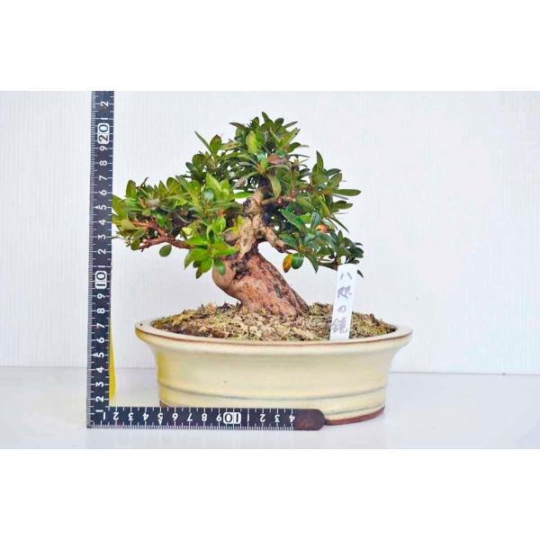 さつき 盆栽 植木の人気商品 通販 価格比較 価格 Com