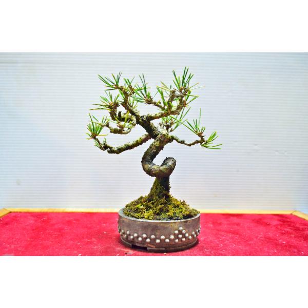 黒松 種 植木 盆栽の人気商品 通販 価格比較 価格 Com