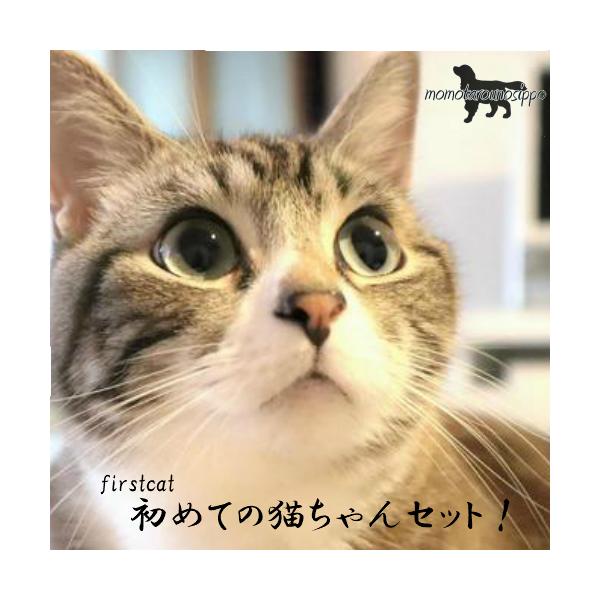 ߂Ă̔LZbgIʌIxbg L PApi   Ȃ